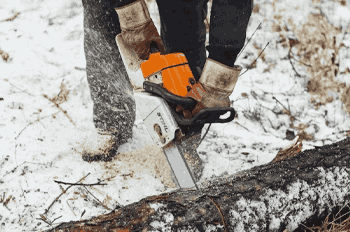 When is the Best Time to Transplant A Tree