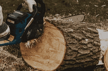 How Big Can a Bonsai Tree Get