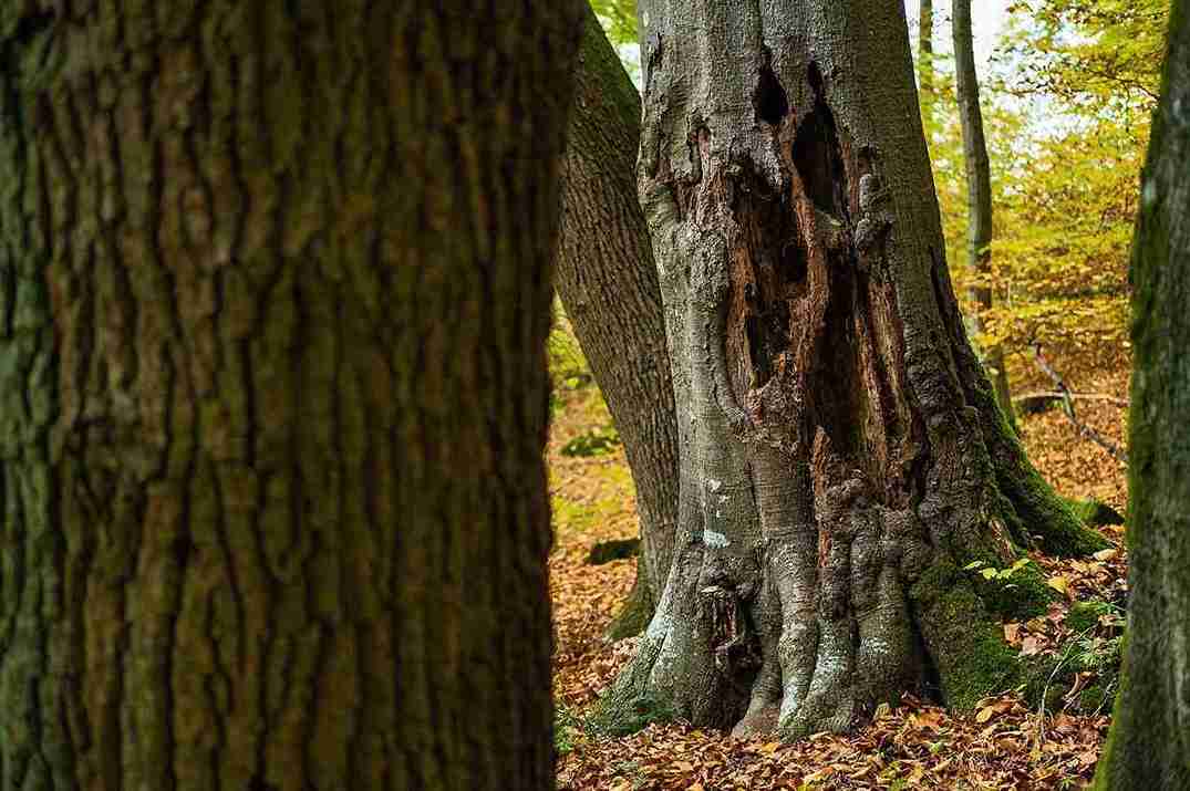 How Can You Tell If A Tree Is Dead