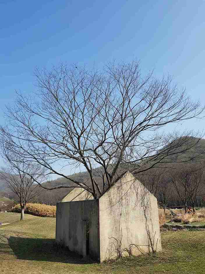 How to Treat a Sick Tree: Recognizing the First Signs