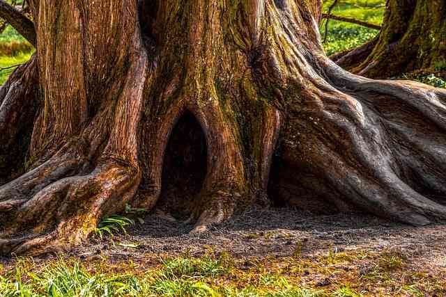 Do Tree Roots Grow in the Winter Season