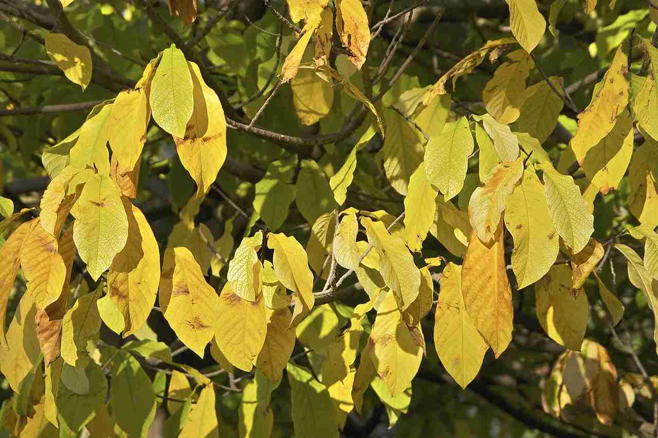 How to Grow Pawpaw from Seed: Step-by-Step Guide for Beginners