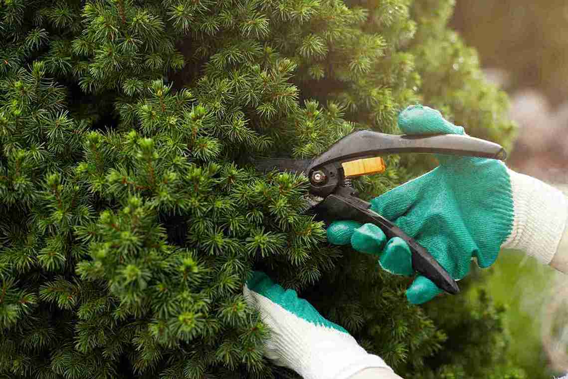 How To Prune Green Giant Arborvitae​ & When to Trim?