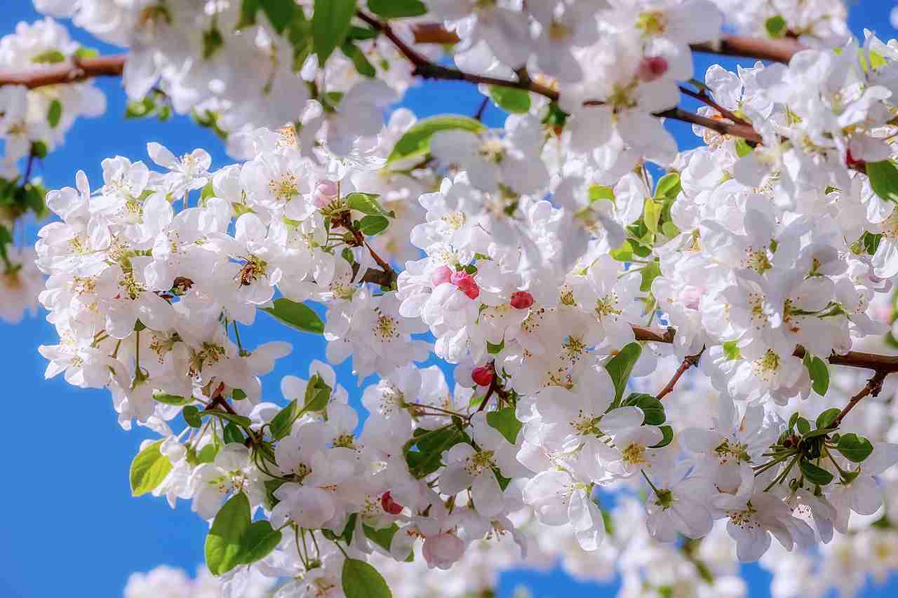 When to Cut Back Fruit Trees: A Seasonal Pruning Guide