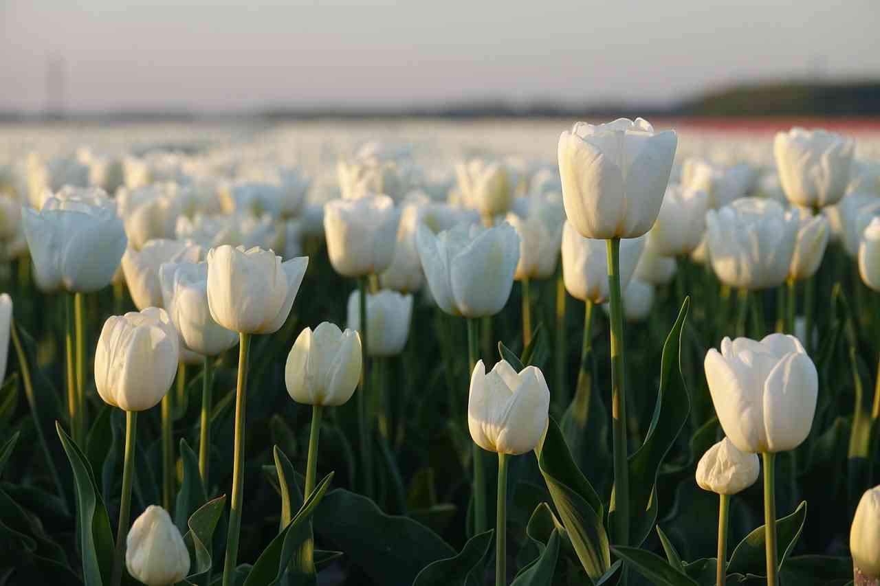 Planting a Legacy: How to Grow a Tulip Tree from Seed