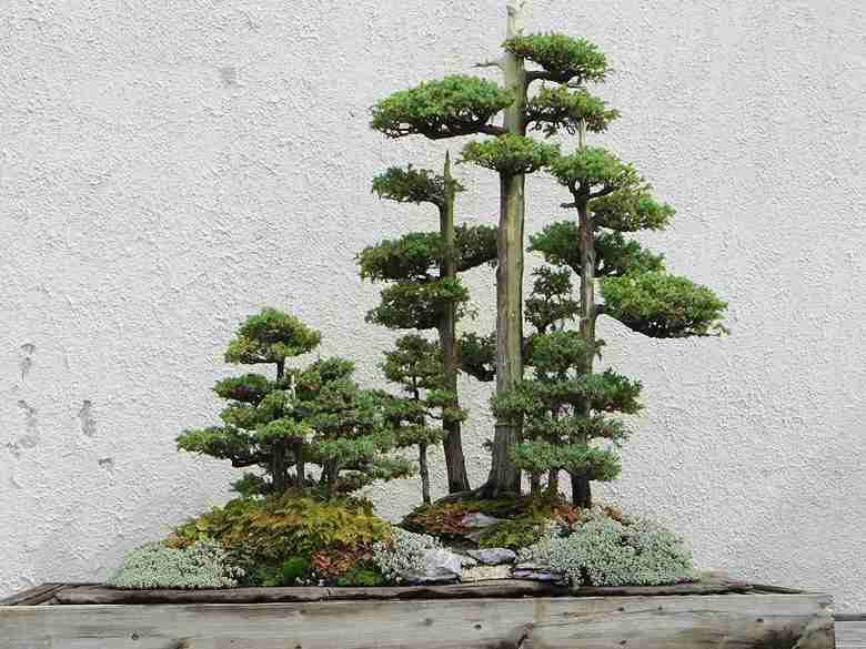 Bonsai Tree Pruning Guide: Techniques for Healthy Growth
