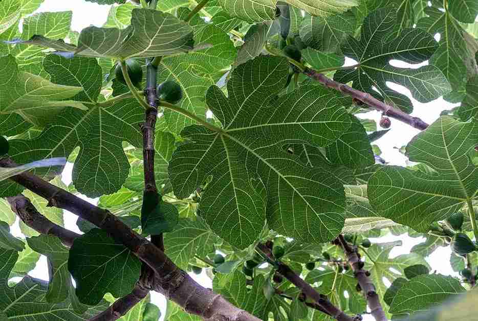 How to Take Care of Fig Tree: Simple Tips for Success