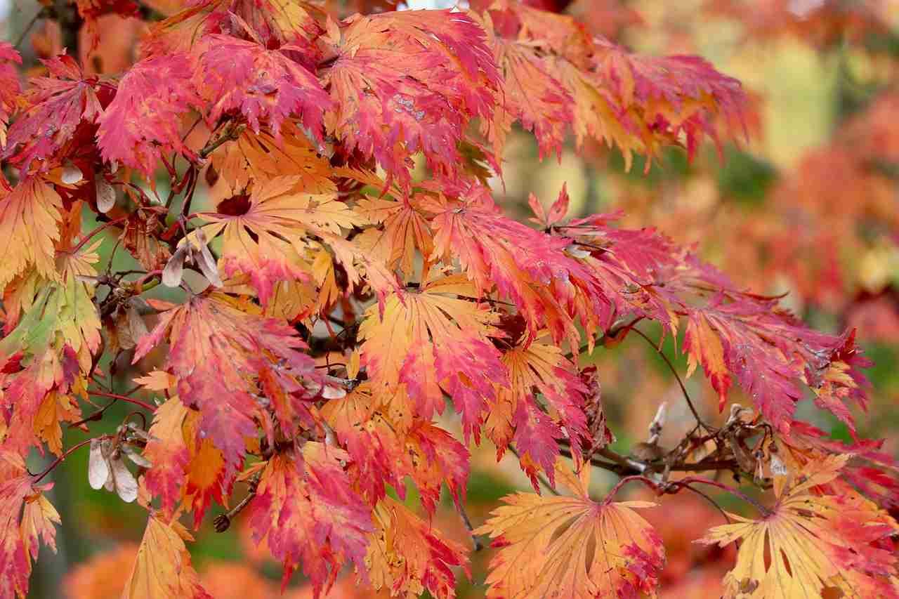 Planting a Freeman Maple Tree: Everything You Need to Know for Success