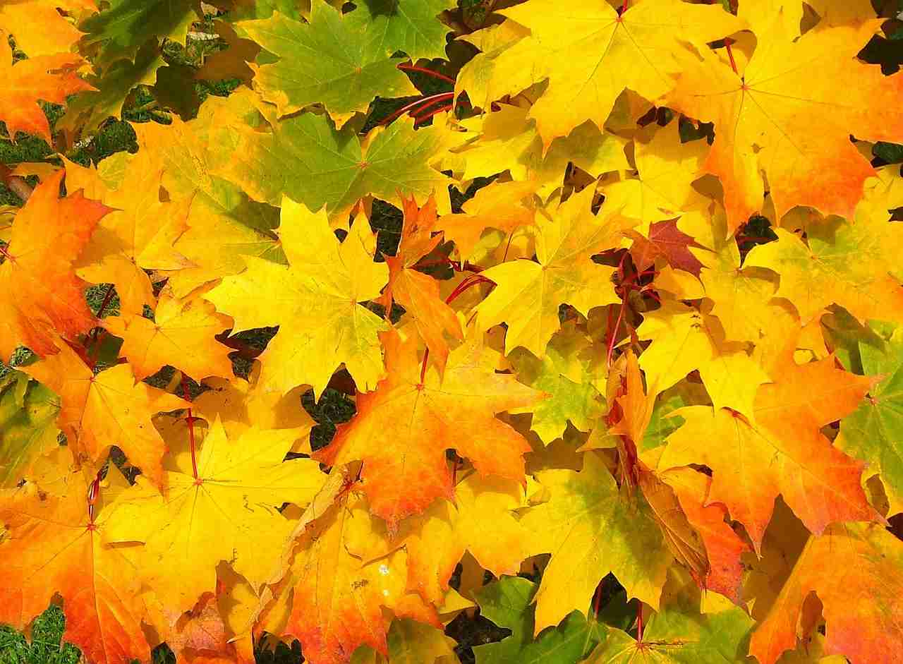 Trimming Tips: When Is the Best Time to Trim a Maple Tree?