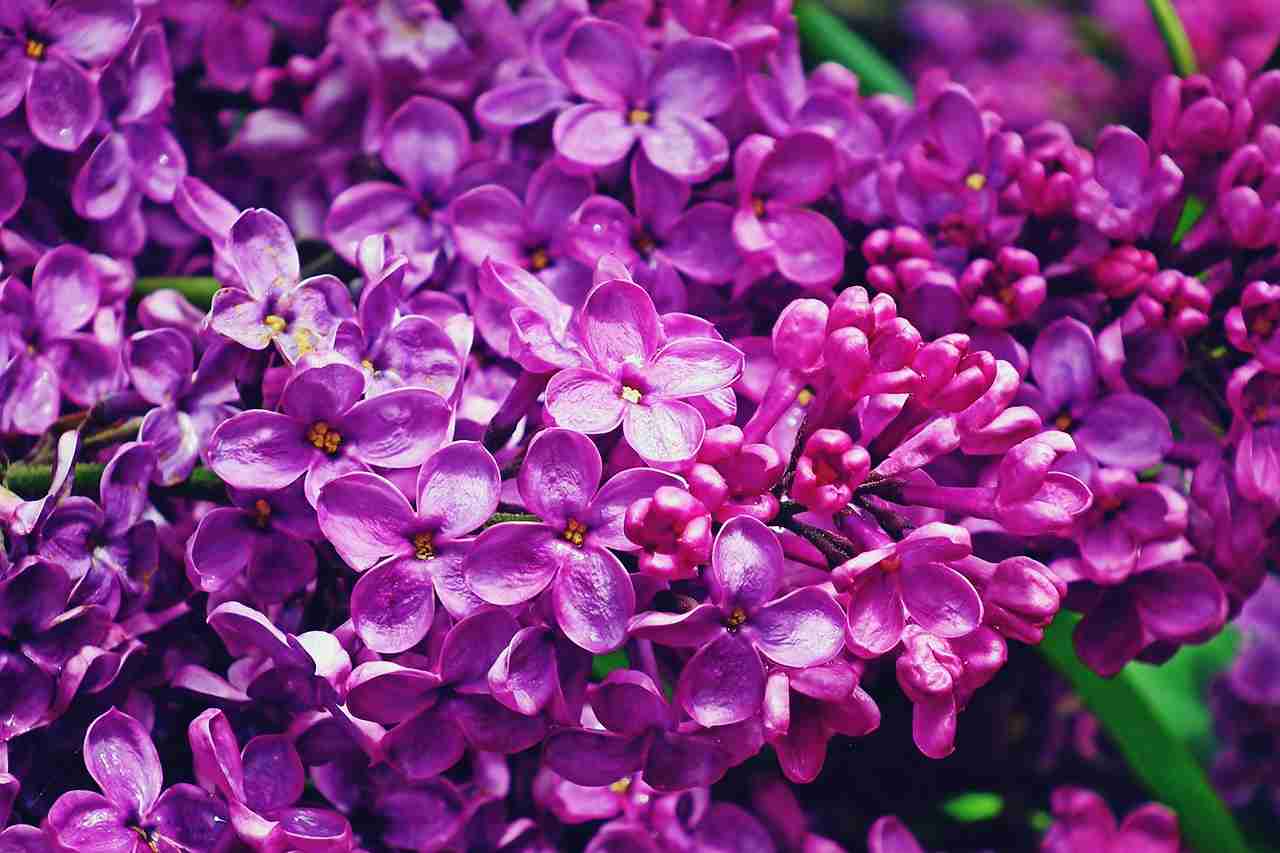 White Common Lilac Bushes: Planting, Pruning, and Seasonal Care
