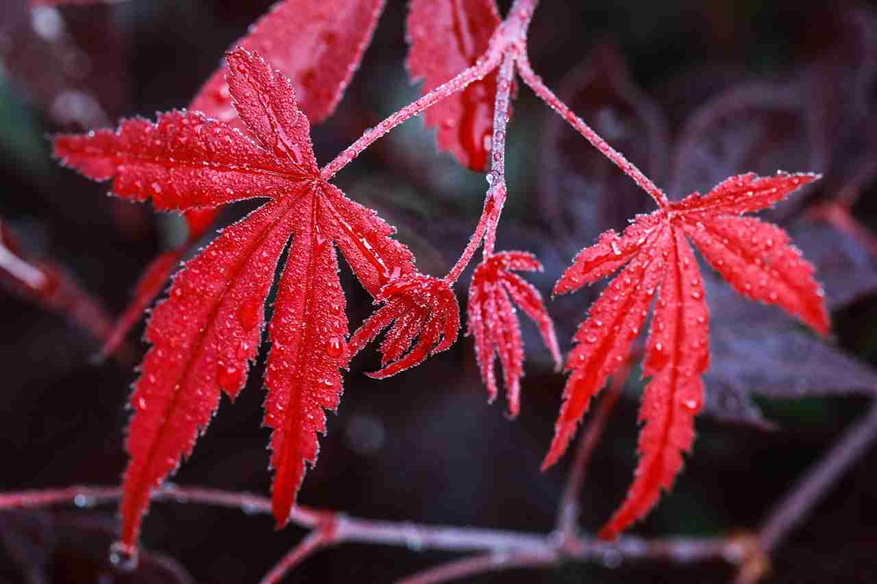 How Do You Trim a Japanese Red Maple Tree Without Harming It?