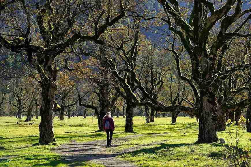 How to Grow American Sycamore from Seed Step-by-Step