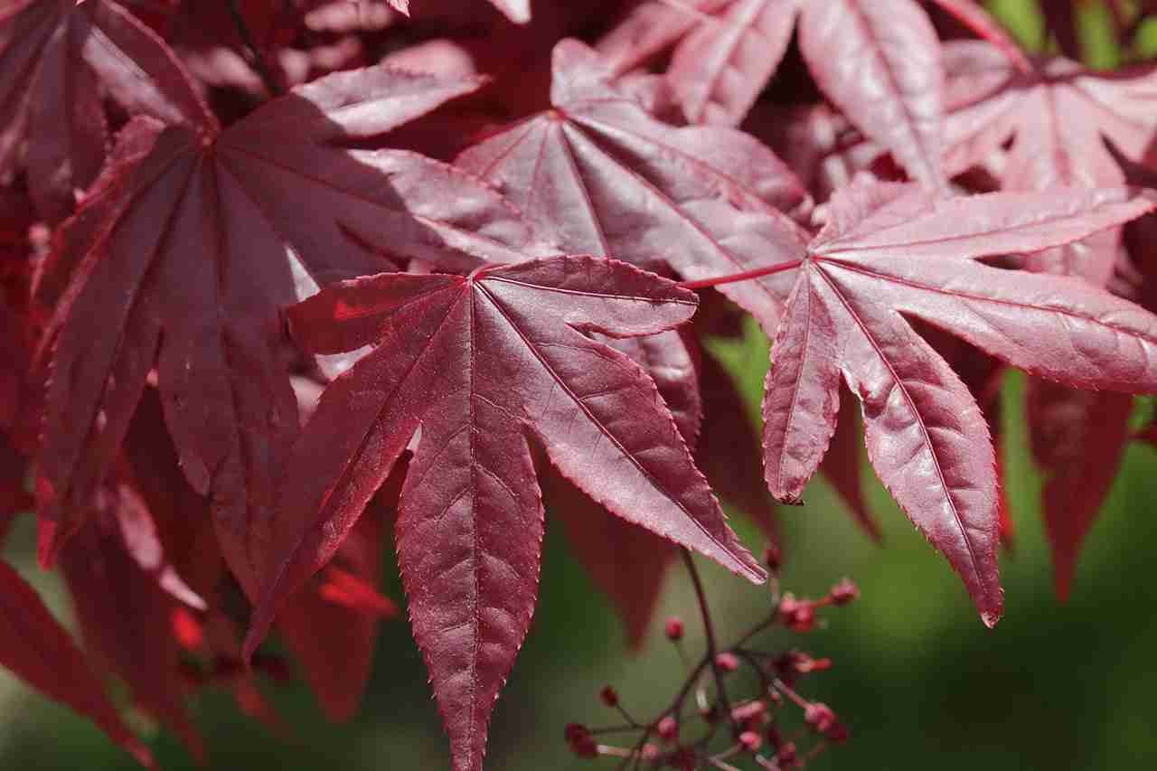 How to Plant a Red Maple Tree: When and Where to Plant