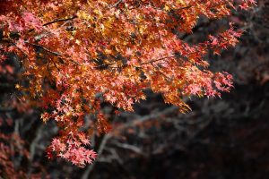 How Red Maple Trees Grow