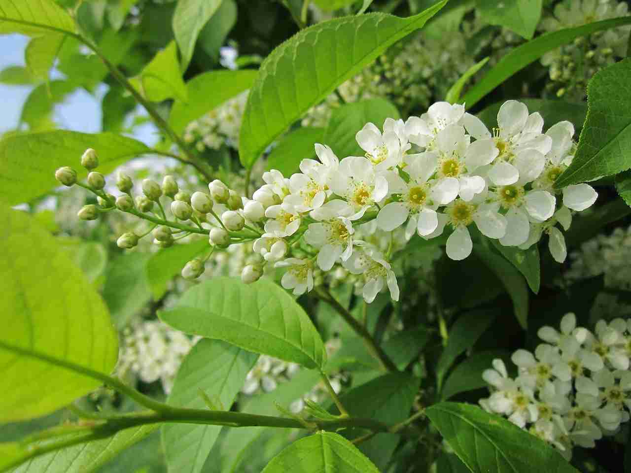 How to Grow Hackberry Tree from Seed: A Beginner’s Guide