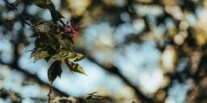 When and Where to Collect Sycamore Seeds
