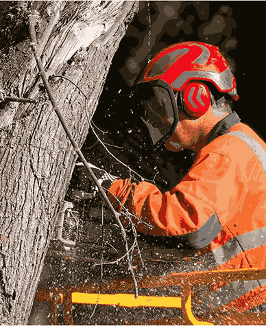 Tree Pruning Services
