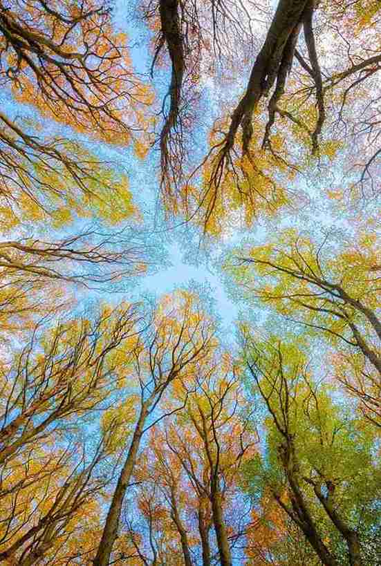 Tree Service in Dublin