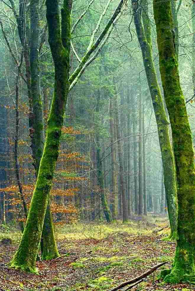 Tree Service in Grove City