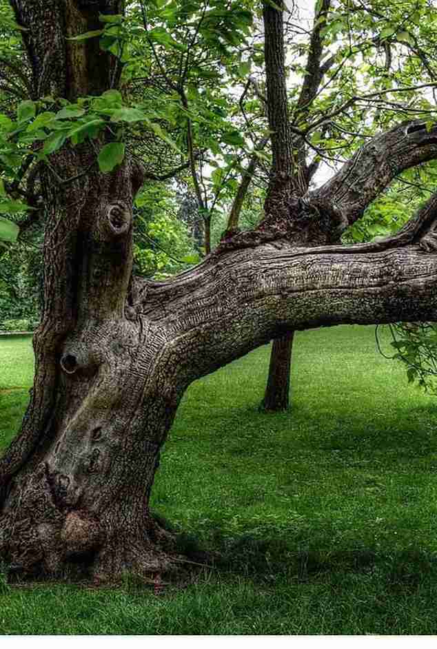 Tree Service Hilltop