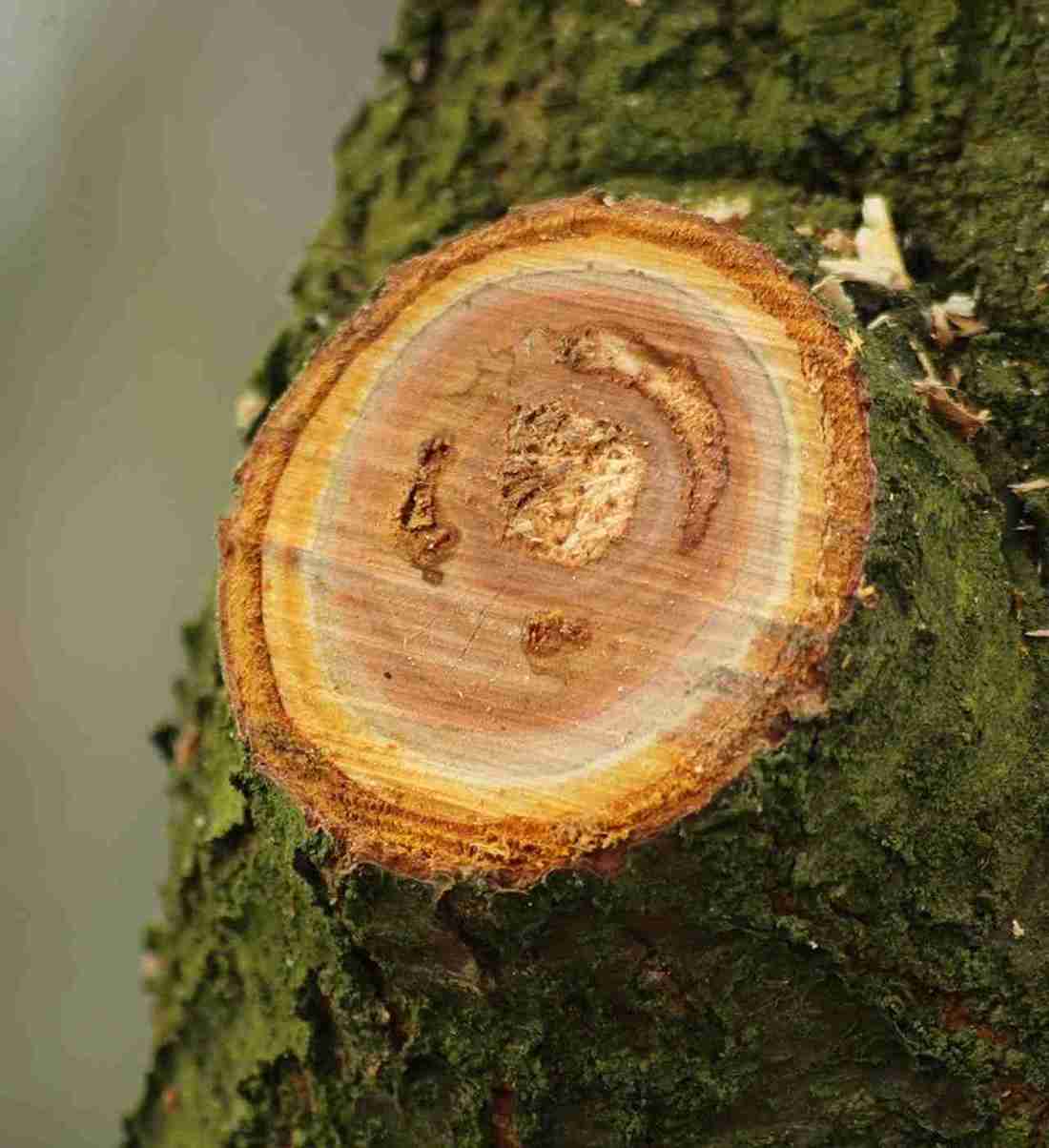 stump removal Northwest