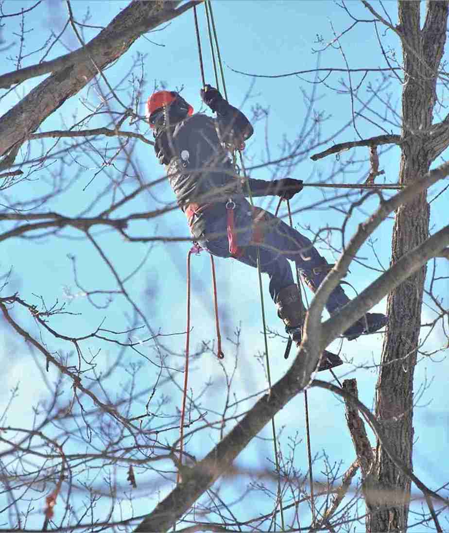 Tree Service in Grove City