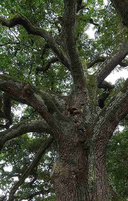 Tree Service in Northwest