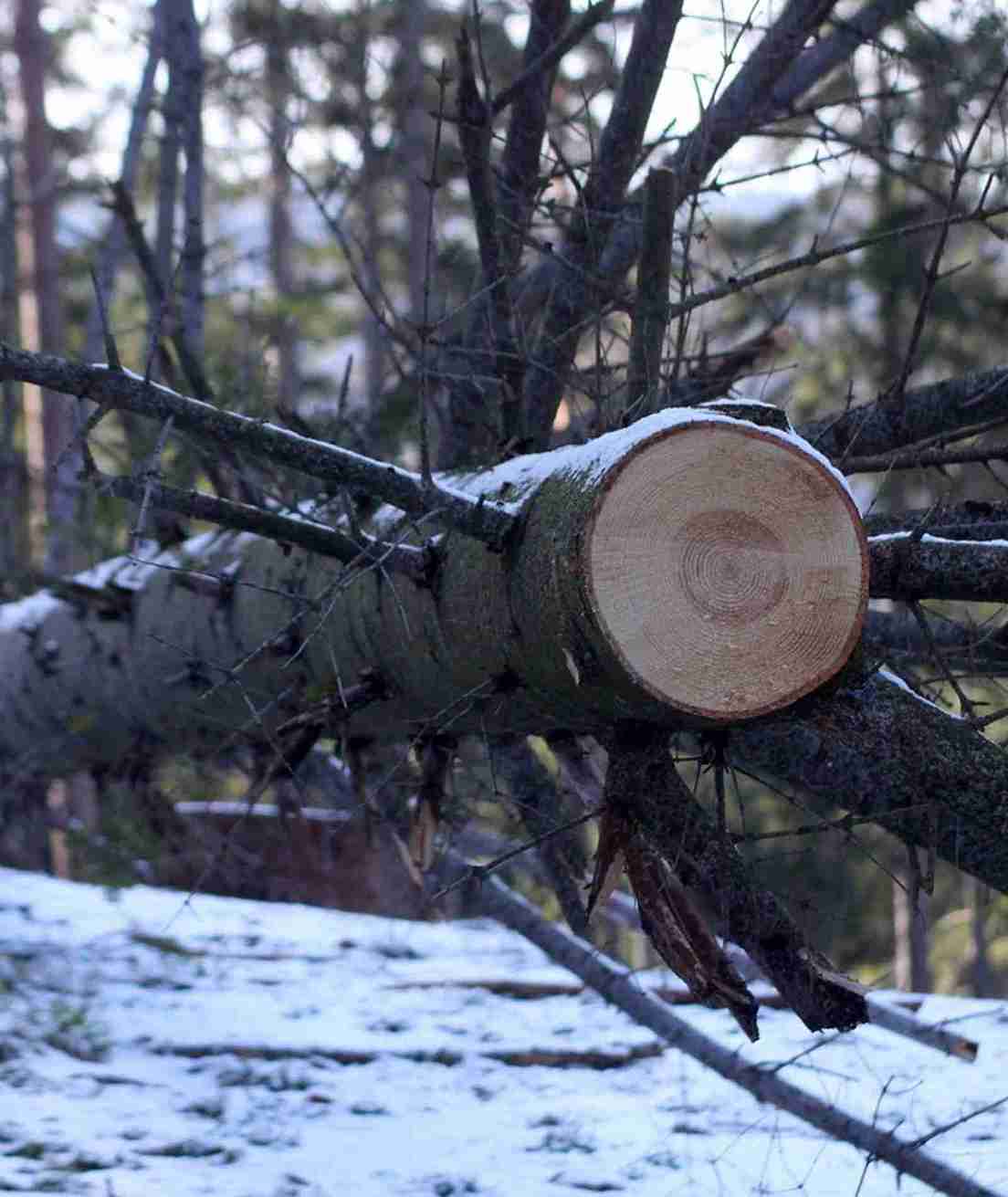 Tree Service in Grove City