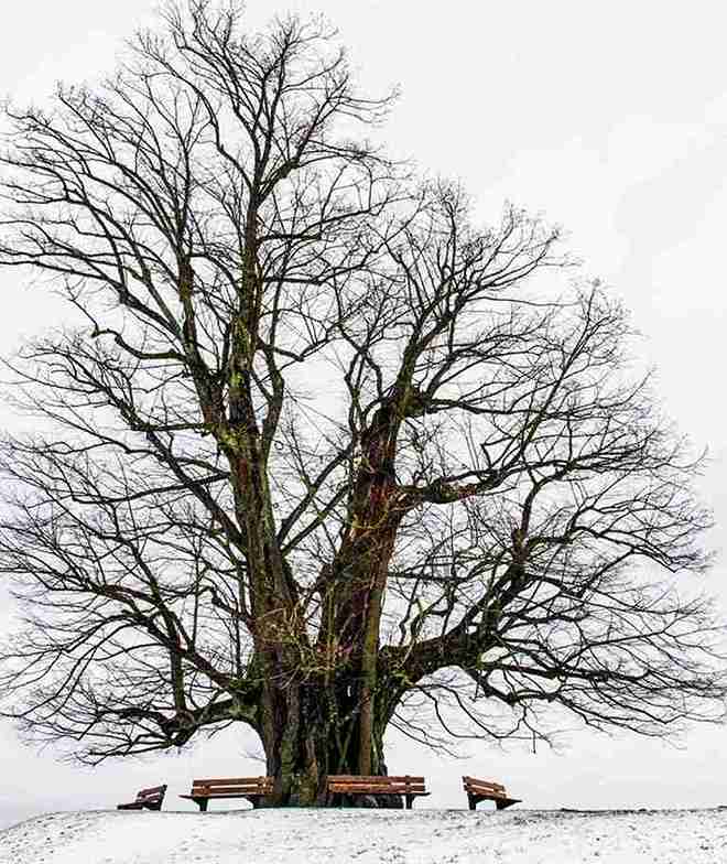 Tree Service Hilltop
