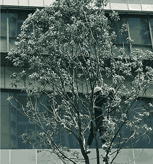 bexley arborists