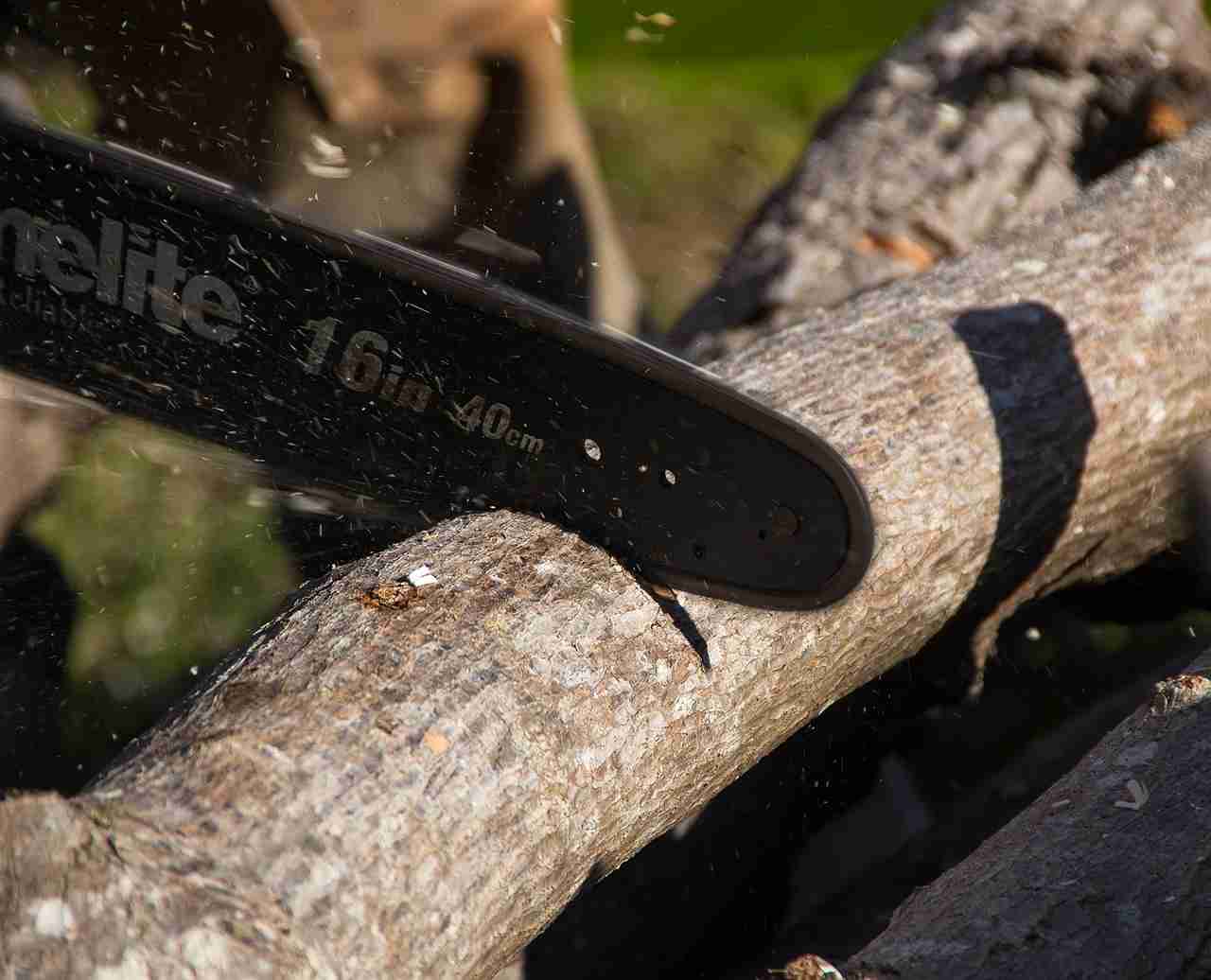 northwest tree specialist