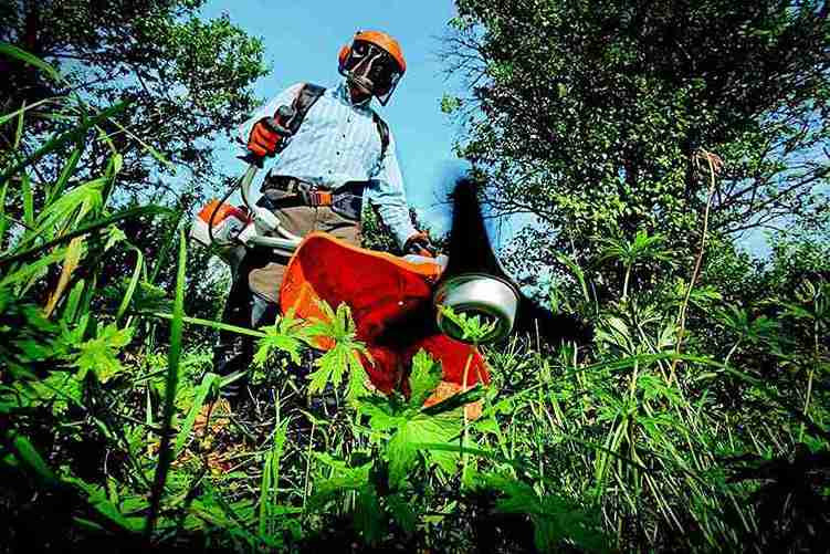 Tree Service in Dublin
