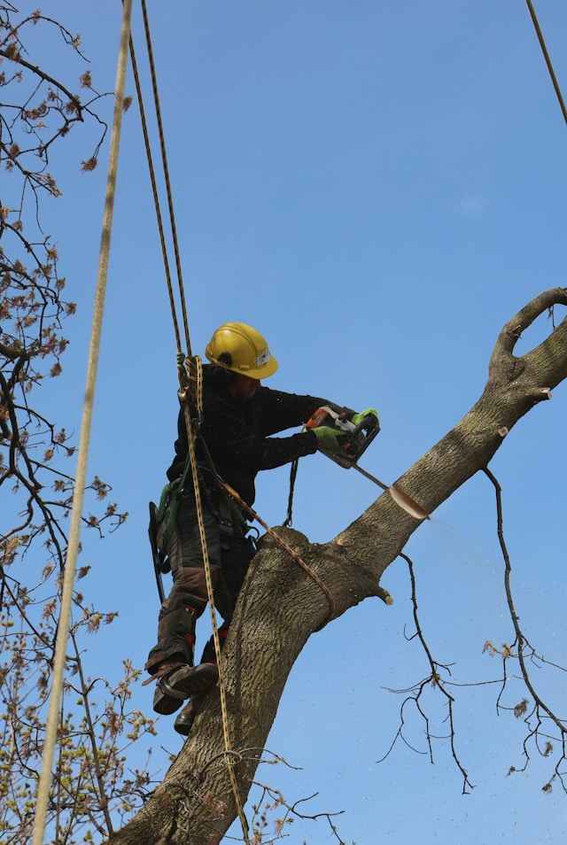 german village tree removal