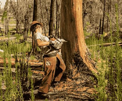 Reliable Tree Care Service