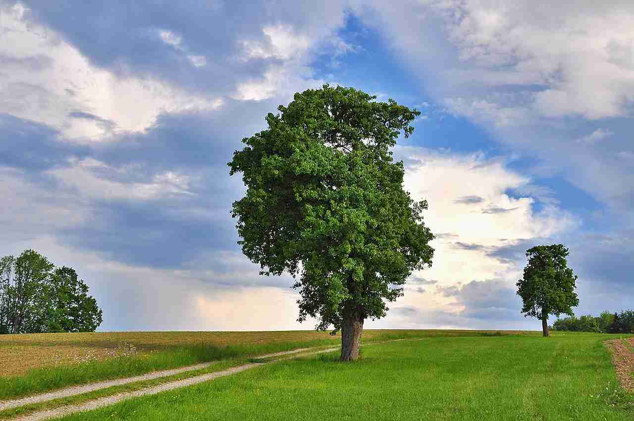 Tree Service in Dublin