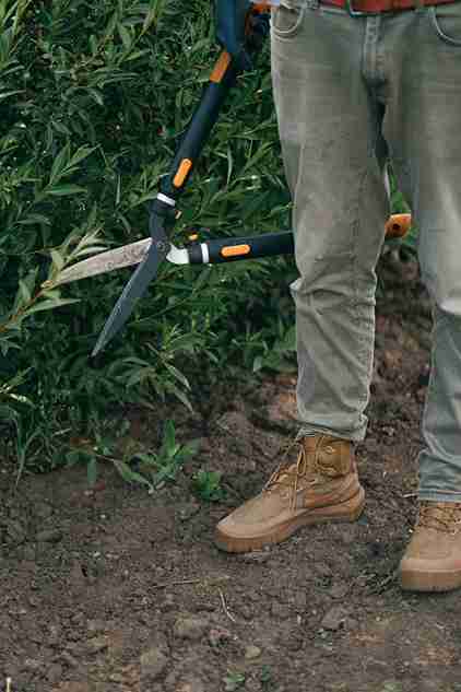 primary tree services