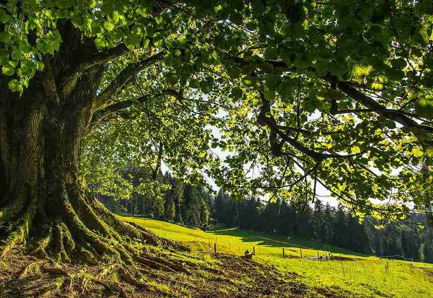 Tree Service in Dublin