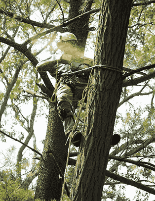 tree cutting
