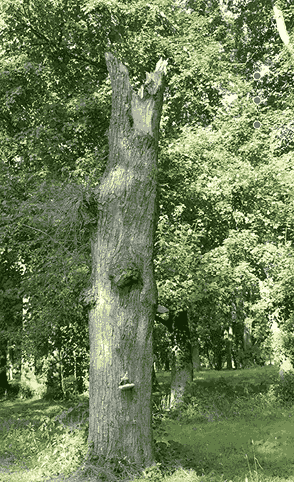 tree removal bexley