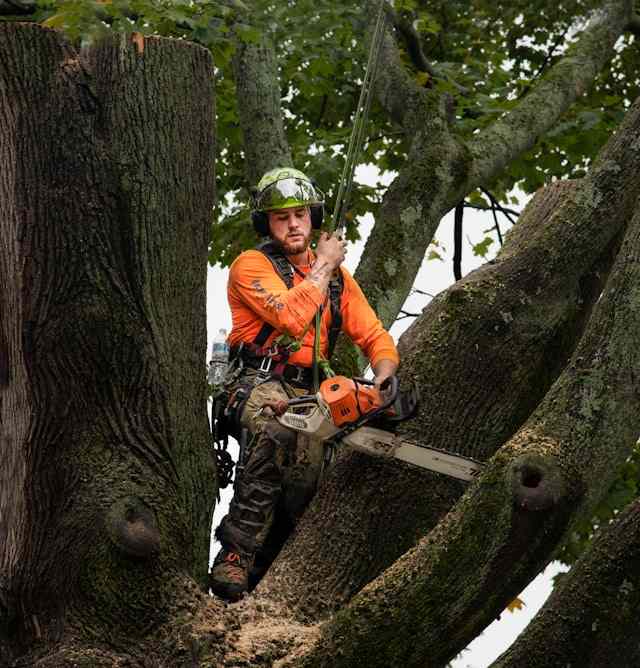 tree removal german village