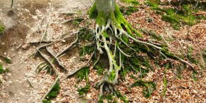 Curing and Preparing Mullein Roots