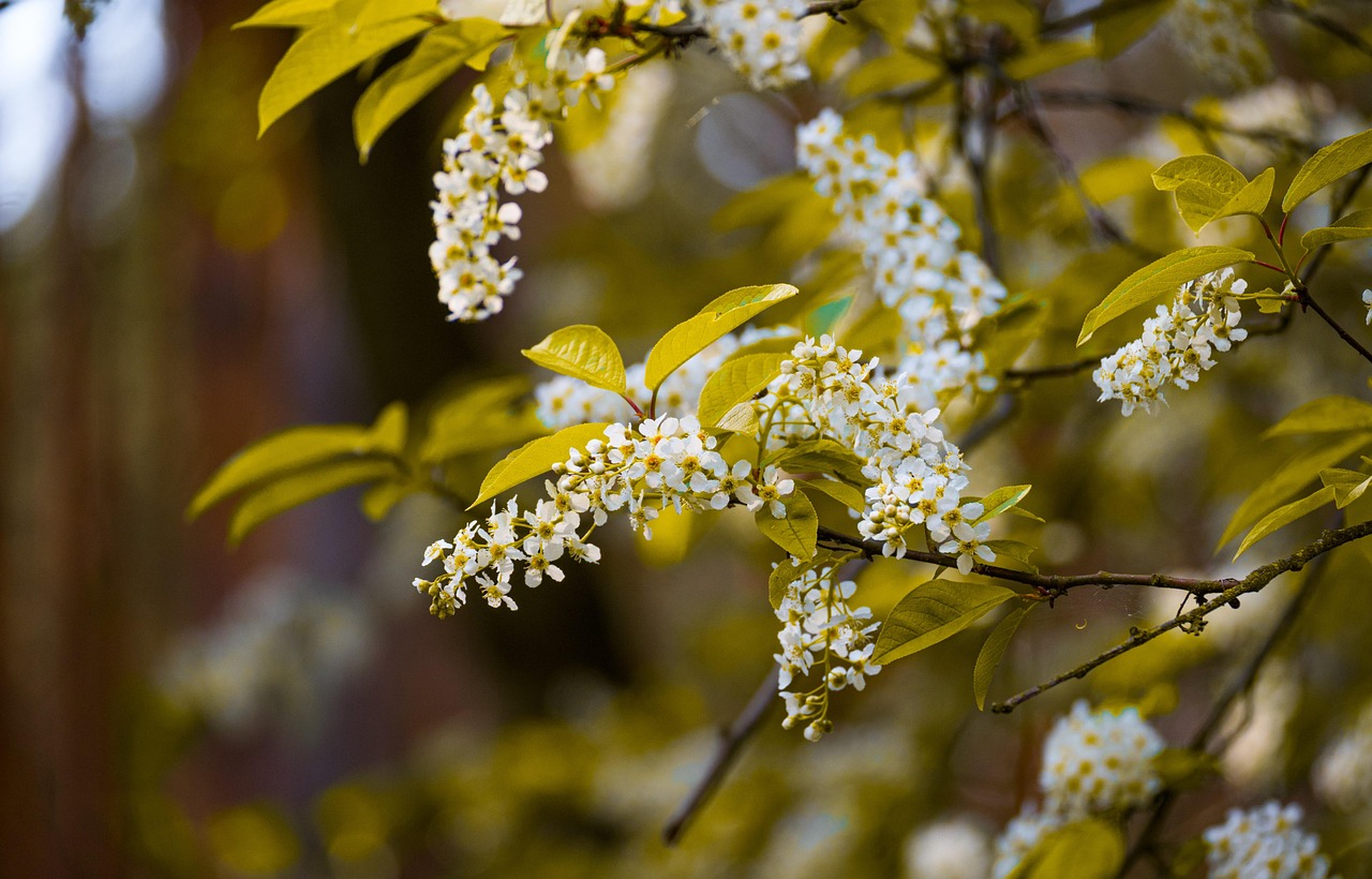Explore the Benefits of the Hackberry Tree for Shade & Soil