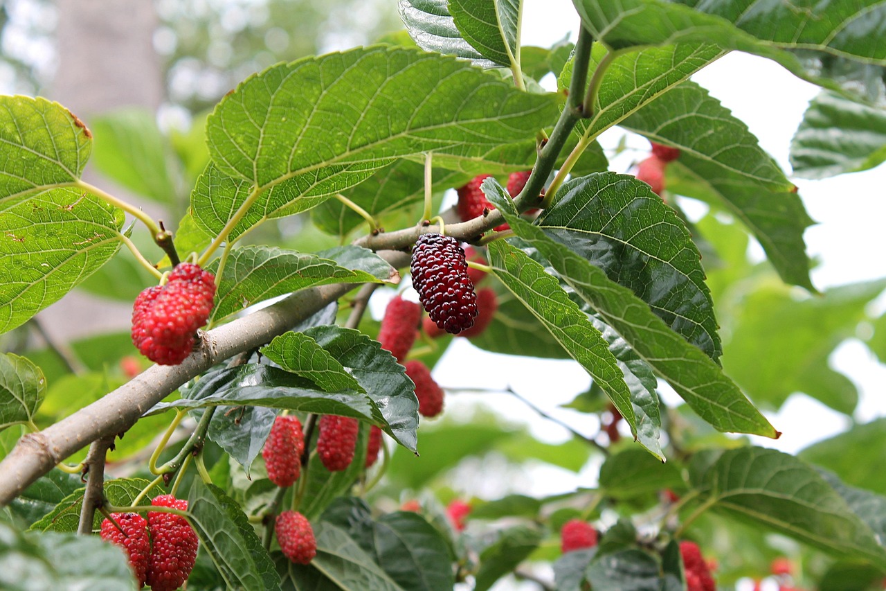 How to Grow a Mulberry Tree from Seeds Easily