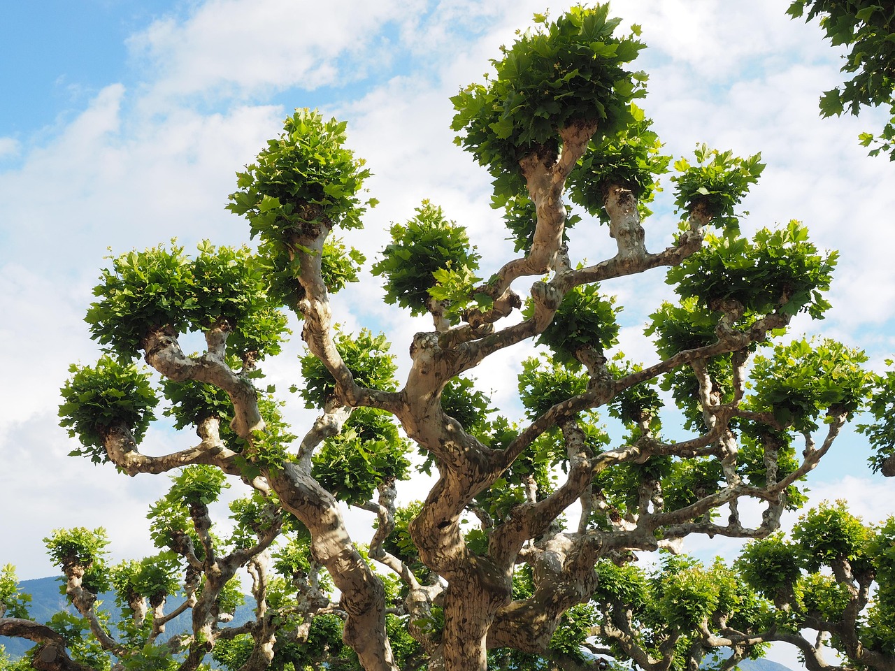American Sycamore Seed: How to Plant and Grow