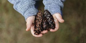 When to Harvest Seeds 