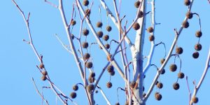 Harvesting Seed Balls
