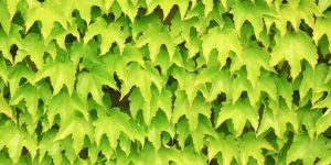 Protecting Seedlings
