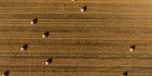 Selecting Healthy Mulberry Seeds: Best Practices for Seed Collection
