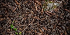 Mulberry Seedling Planting Steps: How to Plant in the Ground
