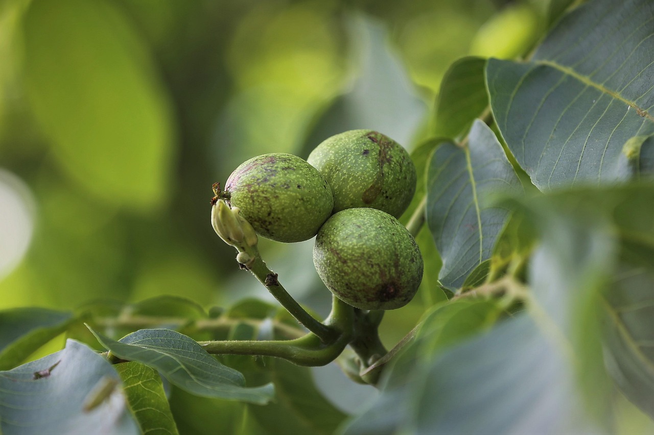 How to Grow a Black Walnut Tree from Seed Step-by-Step